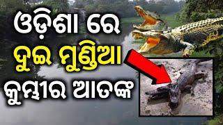 ଓଡ଼ିଶାରେ ଦୁଇ ମୁଣ୍ଡିଆ କୁମ୍ଭୀର ଆତଙ୍କ  Crocodile Attack Odisha