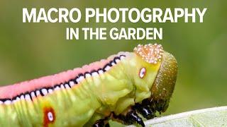 The joy of macro photography in the garden