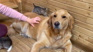 Golden Retriever Attacked by Tiny Kittens Too Cute to Handle