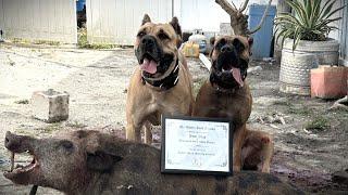 PART 2 EXCLUSIVE INTERVIEW - SAM DIAZ - DIAMOND GRIT CANE CORSO - HOG HUNTING WITH DOGS