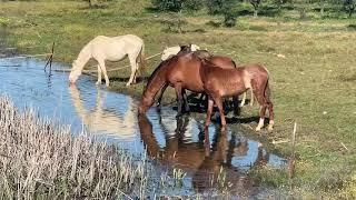 Yeguas y caballos sofocando el calor del verano.Horse mating