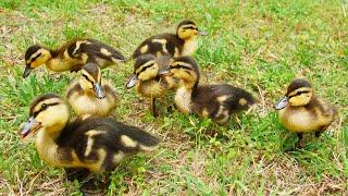 Raising New Mallard Ducklings