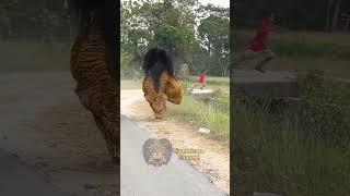 Dikejar Barongan Ngamuk Kabur Ke Sawah 