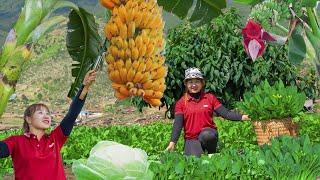 Harvest bananas and green vegetables to sell at the market  Lucias daily life