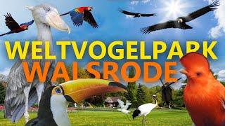 Weltvogelpark Walsrode  Zoo-Eindruck