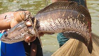 Big Shol Fish and Others Catching Using By Net in the Village Pond