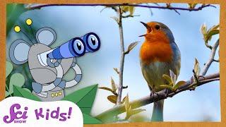 Lets Go Bird Watching  SciShow Kids Compilation