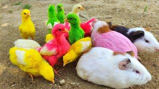 Menangkap Anak Ayam Lucu  Ayam Rainbow  Kelinci  Marmut  Humster  Ayam Warna-Warni