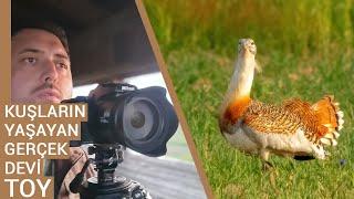Kuşların Yaşayan Gerçek Devi Toy  Kuş Fotoğrafçılığı  Nikon Coolpix P1000