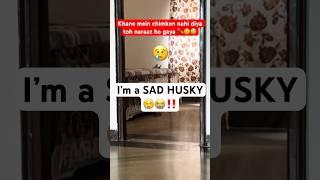 Why huskies CRY #siberianhusky #funnyshorts #doglovers