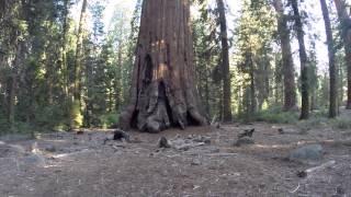 Kings Canyon National Park