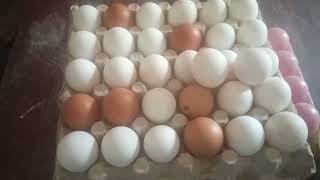 Дріжджі сухі +БМВД яєць буде і собі і на продаж