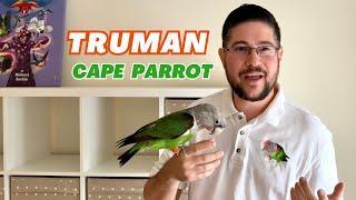 Truman Cape Parrot Story