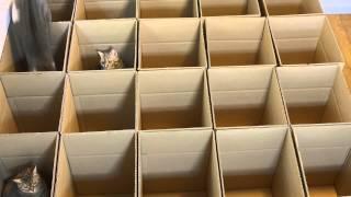 Cats in Cardboard Box Maze