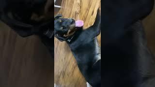 6 Month Rottweiler Puppy 