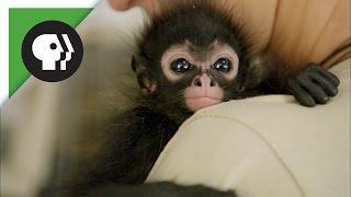 Orphaned Spider Monkey