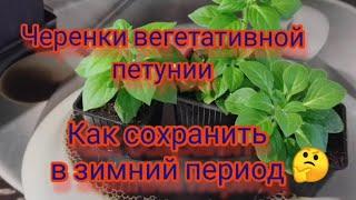 Вегетативная петуния. Мой  уход  за черенками вегетативной петунии в зимний период.