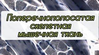 #Поперечнополосатая скелетная #мышечная ткань