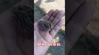 Burung Apa Ini Di Tempat Kalian..