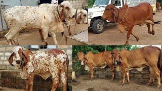 Shree Mangleshwer gir cow gaushala maheshbhai der khadiya junagadh Gujarat