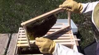 That Bee Man - Checking Hive Frames for Capped Brood