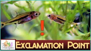 All About Exclamation Point Rasboras The Smallest Nano Fish? AKA Least Rasbora