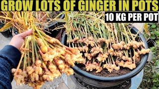 Easiest Way to Grow Ginger  SEED TO HARVEST