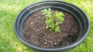 Growing Moringa or Drumsticks From Seeds - Part 1 with actual results