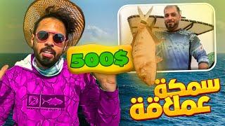 اللي يصيد اثقل سمكة له 500$   صدنا سمكة عملاقة 