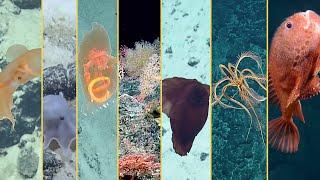 2022 Expedition Highlights Reel - Deep Sea Exploration and Beyond  Nautilus Live