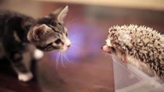 Funny cat videos for kids  Cat vs Hedgehog 2016  Hedgehog vs Kitty