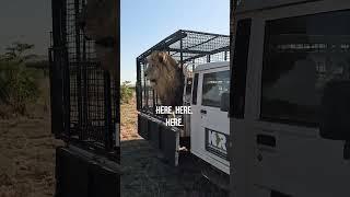 Taking a LION on a Car Ride #wildlife #cat #mahindra