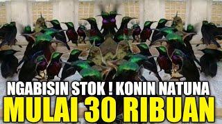 MERESAHKAN  ABADI BIRD SEMAKIN PARAH KONIN NATUNA DIJUAL MULAI 30 RIBUAN AGEN KONIN PALMERAH