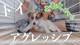 【トイアグレッシブ】おもちゃへの執着が強すぎる子犬に悩んでいますジャックラッセルテリア