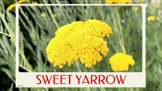 calm journey into the realm of  sweet yarrow plant Achillea ageratum sweet-Nancy English mace