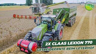 Grain harvest with two Claas Lexion combine harvesters and a Fendt 936 tractor