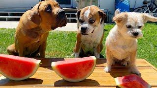 Amazing Watermelon Eating Contest