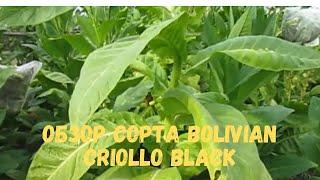 Обзор сорта Bolivian criollo black Черный Боливийский