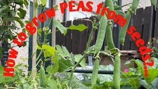 #പീസ് വിത്തിൽ നിന്നും എങ്ങനെ മുളപ്പിക്കാം? #How to sow peas seeds?#How to grow peas 🫛 from seeds?