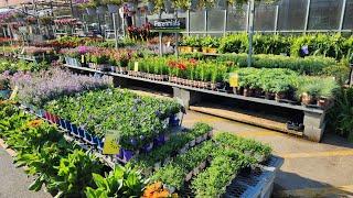 Home Depot June 2024 Plant Inventory. The varieties are amazing So much to choose from.