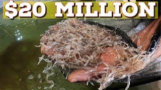 Glass Eels + Elvers Maines Lucrative $20 Million fish ウナギ