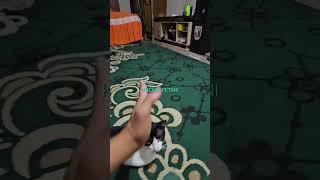 PAUS KUCING CERDAS