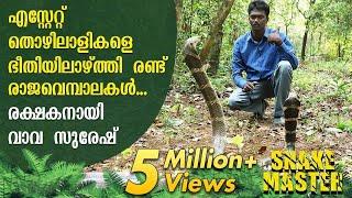 WOW Vava Suresh turns saviour of two King Cobras that terrorized estate owners  Snakemaster