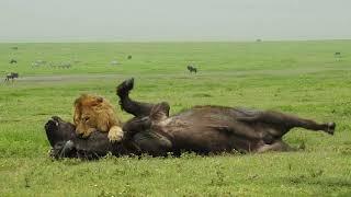 Amazing Footage of a Male Lion Taking Down a Buffalo with Consumate Ease Befofe your Very Eyes