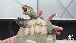 World Wildlife Day at Currumbin Wildlife Hospital