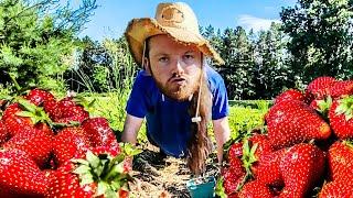 Irish Man Vs American Strawberries 