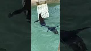 Cute Penguins Swimming A Splash of Adorable Joy. 