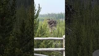 Firehole Falls Osprey Nest #birds #yellowstone