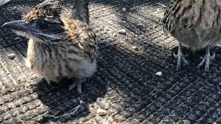 Roadrunner Chick Eating Grubs