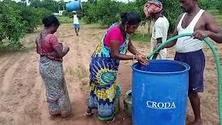 mango farm organic fertilizer drenching - shifting from drum to buckets to trees